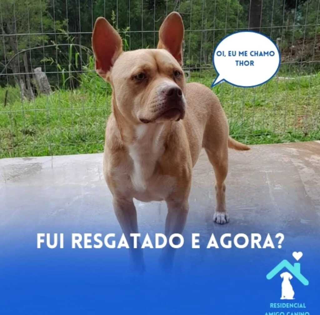 Feira de Adoção neste sábado (12) em São Marcos busca novos lares para cães resgatados