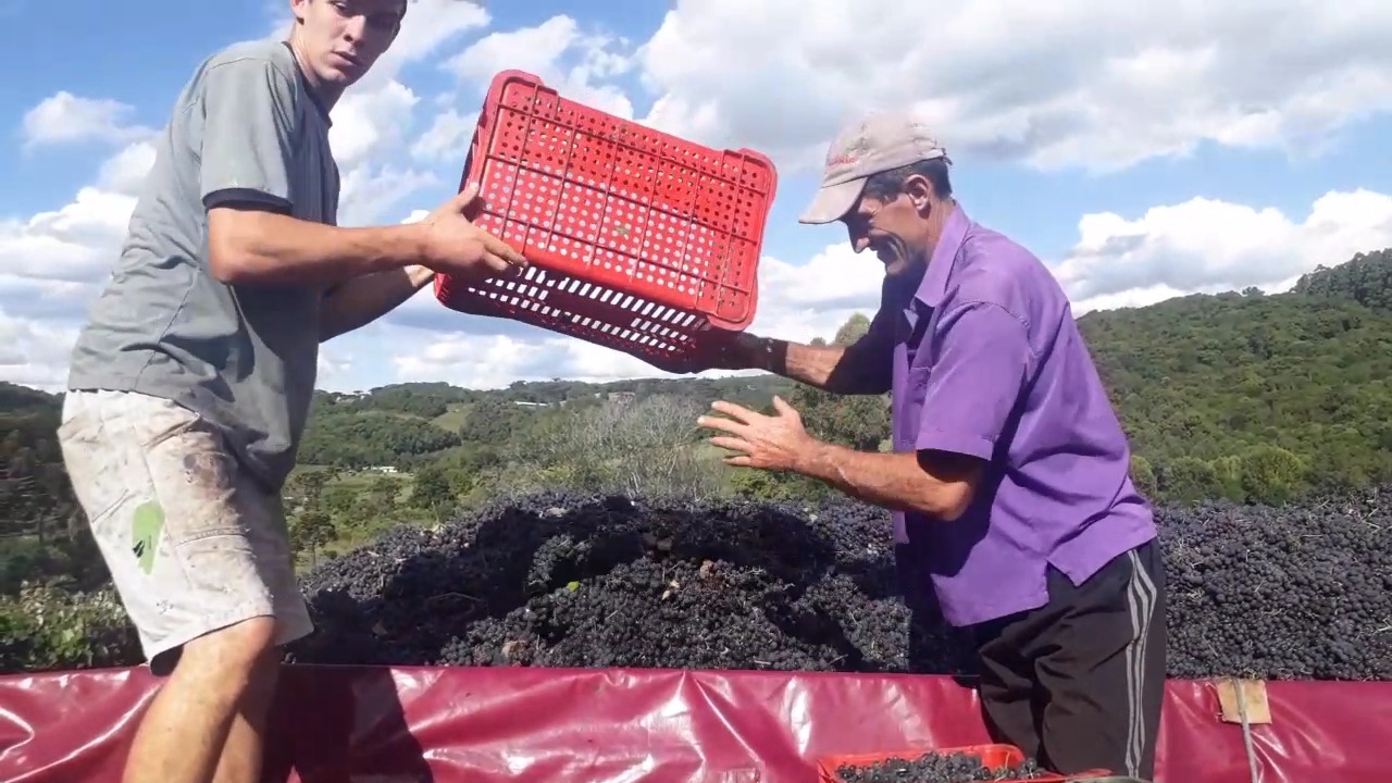 Safra da uva deve ser uma das maiores dos últimos anos na Serra Gaúcha, com destaque para São Marcos