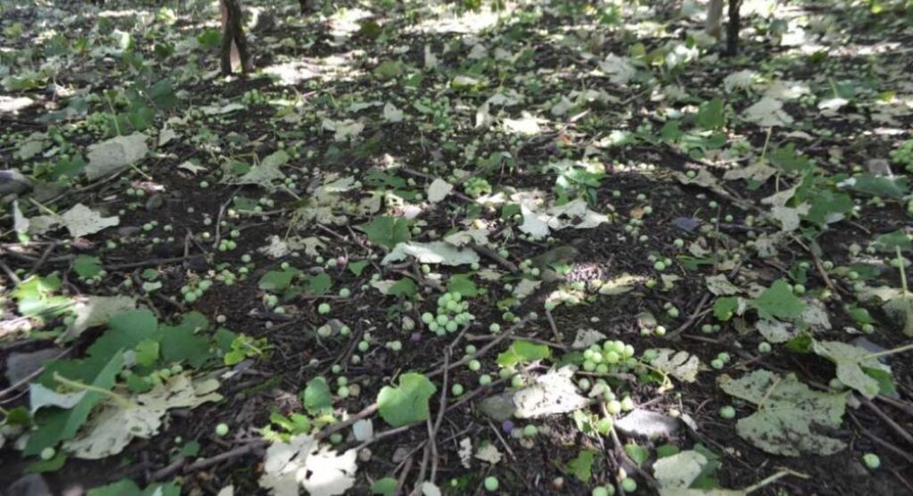 Granizo provoca prejuízos em parreirais de Flores da Cunha e acende alerta para viticultores da Serra