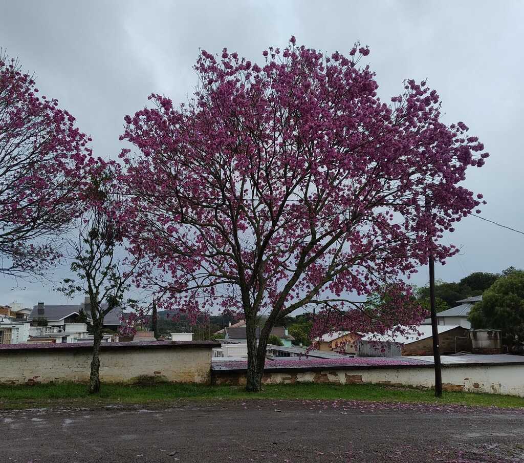 Chuva retorna nesta quinta-feira e marca início de período de instabilidade