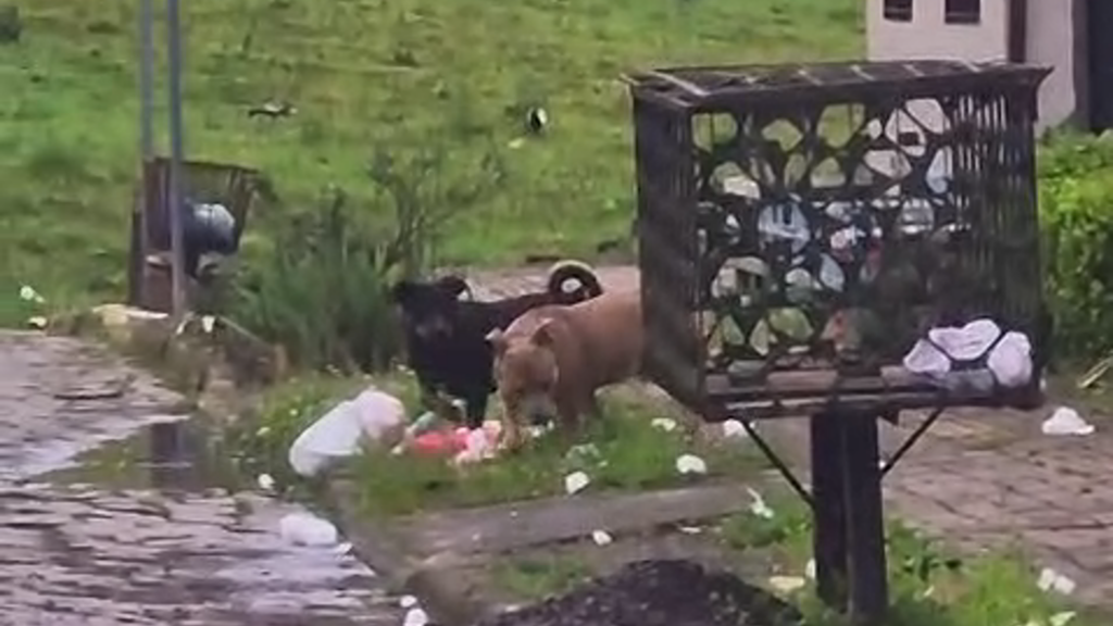 Cães soltos voltam a causar preocupação em São Marcos: autoridades alertam para responsabilidade dos tutores