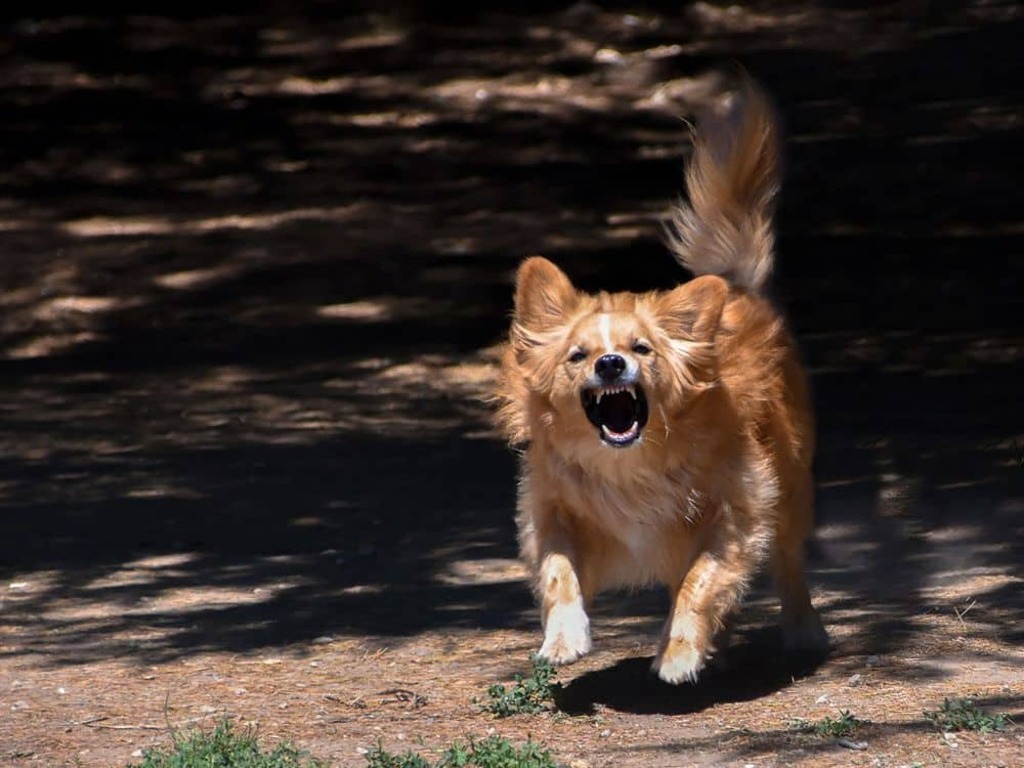 Ataques de cães soltos voltam a ser denunciados no interior e reacendem alerta em São Marcos