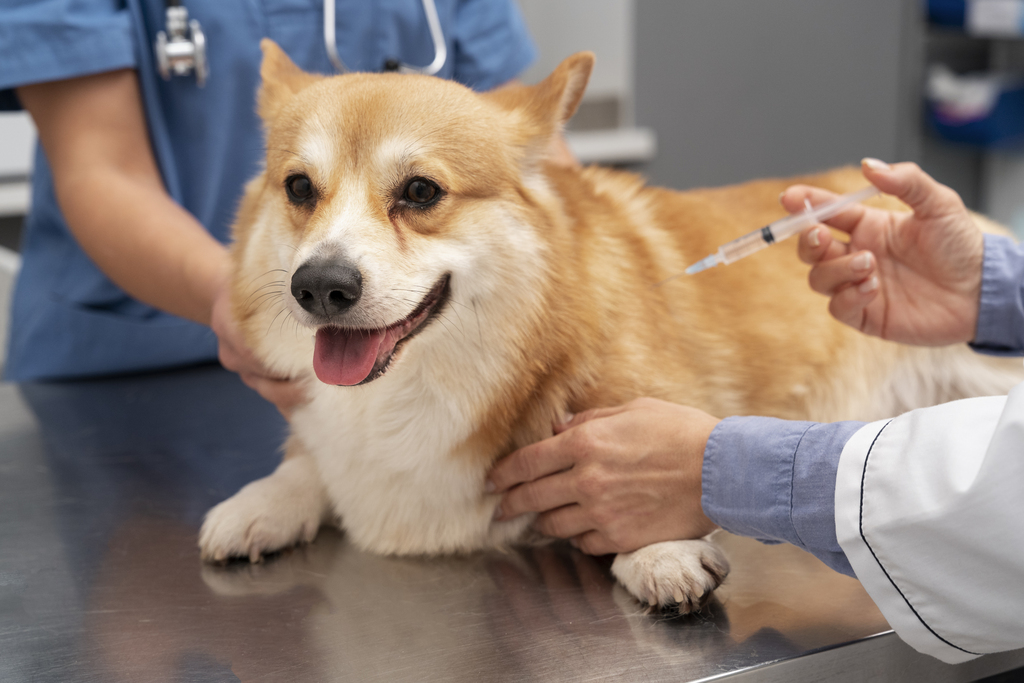 Vacinas em dia garantem a saúde dos pets e da comunidade