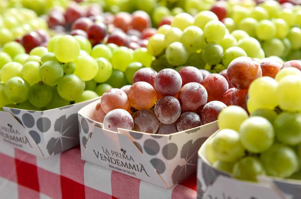 15ª La Prima Vendemmia encerra com grande participação de público em Nova Roma do Sul