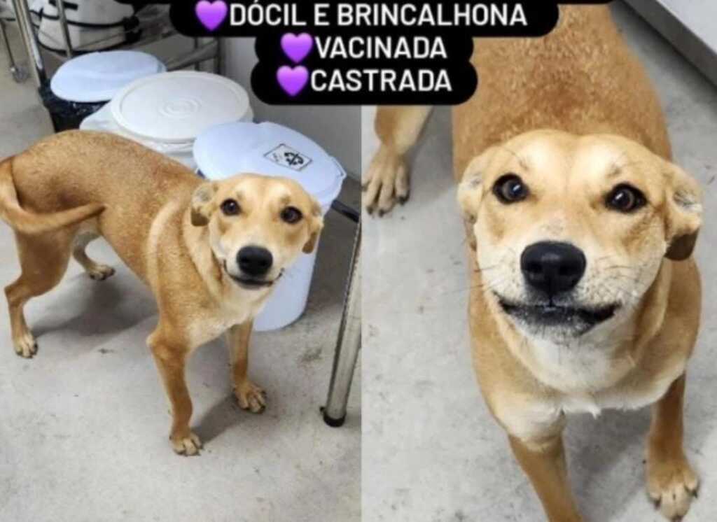 Residencial Amigo Canino promove feira de adoção neste sábado (22) em São Marcos