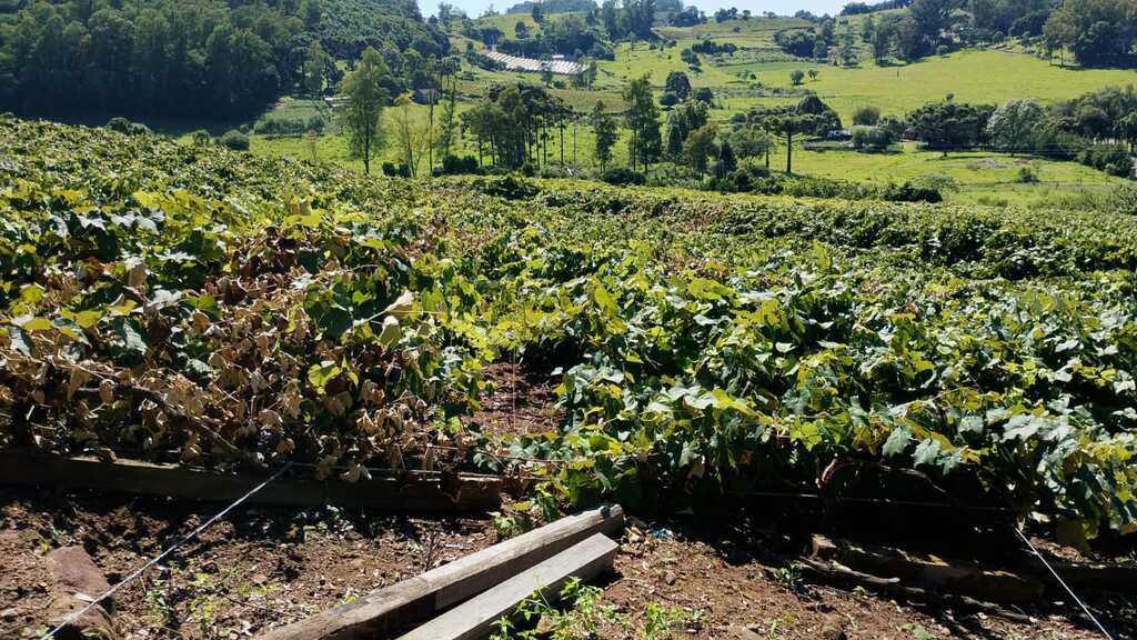 Nova queda de parreiral no interior de São Marcos mobiliza mutirão na Linha Santana