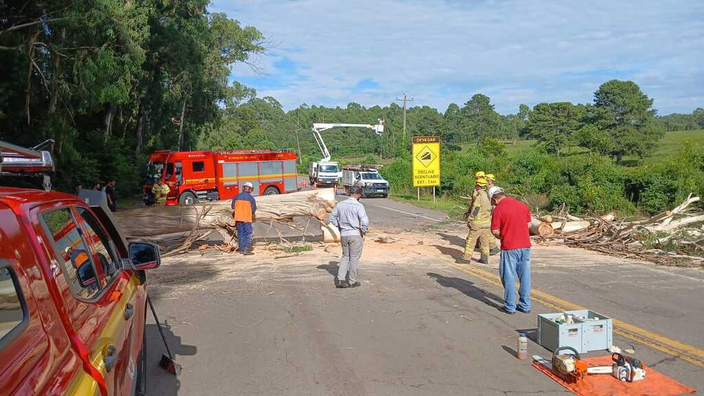 Queda de eucalipto interdita totalmente a BR-116 em São Marcos e deixa trecho sem energia