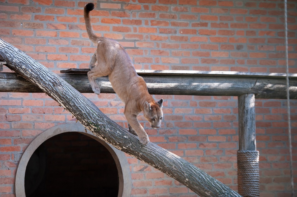 UCS Zoo reabre para visitação neste sábado (10)