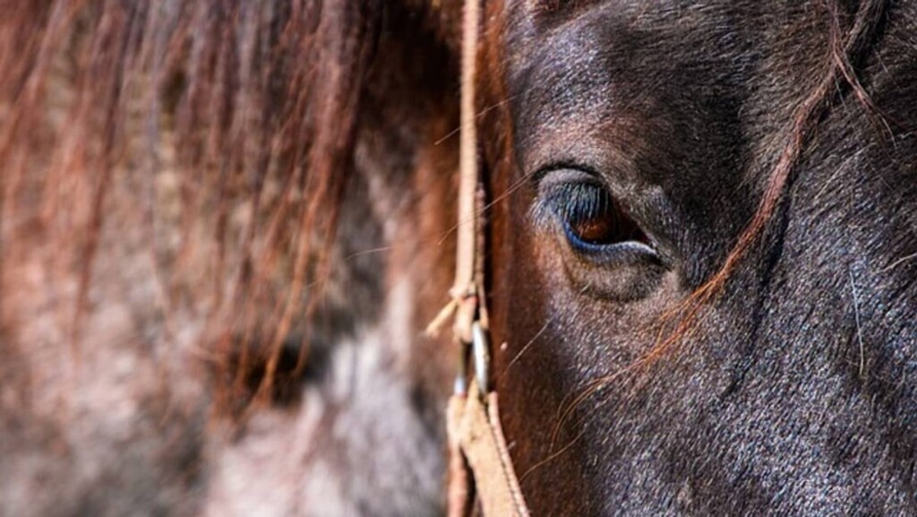 Só faltava essa: Criminoso com “currículo” extenso é preso em São Marcos após furtar uma égua